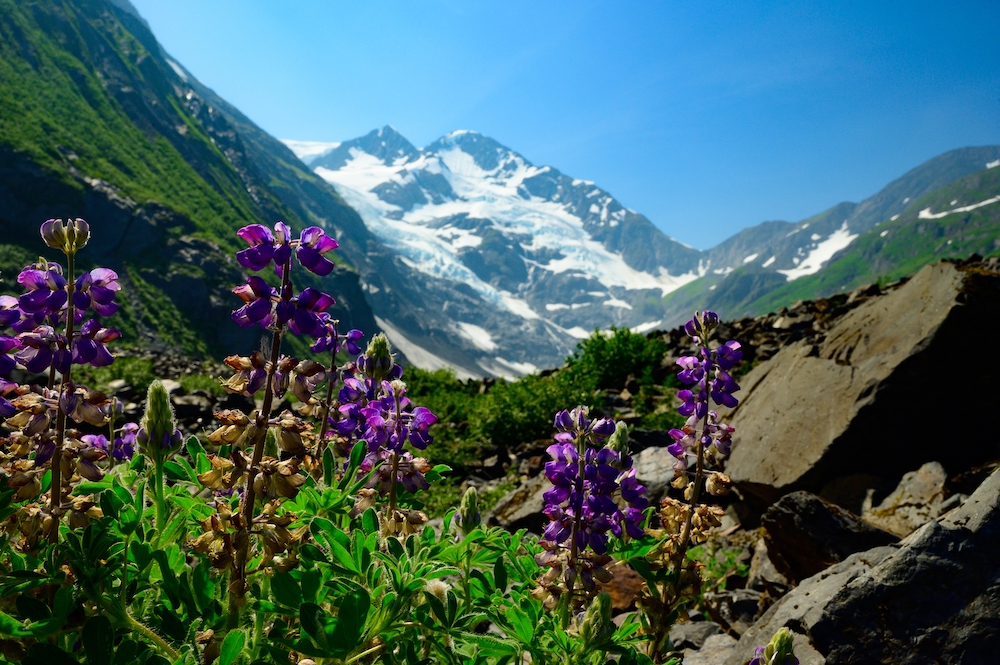 Colorful wildflowers frame the peak of Byron Glacier near Girwood, Alaska, July 3, 2019.  (CNS/Sam Lucero, The Compass)