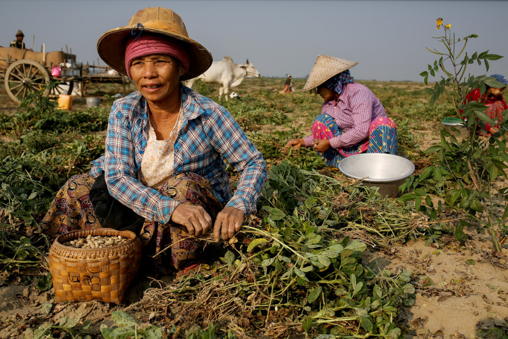 Mya Lay, 25, and her colleagues, who worked at a marble mine before losing their jobs, pick leftover peanuts at a farm where they now work in Sagyin, Myanmar, Feb. 15, 2019. 