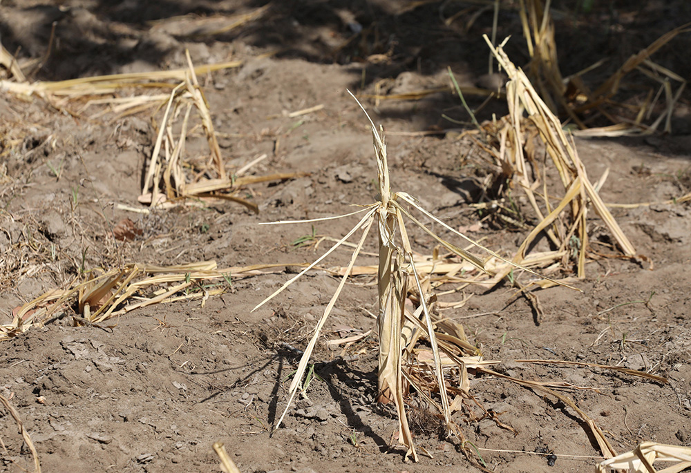 Maize stems remain dry Feb. 16 after failing because of a drought in Kilifi, Kenya. Catholic bishops of Eastern Africa, meeting in Tanzania July 10-18 examined the consequences of climate change throughout the region. (CNS/Reuters/Baz Ratner)