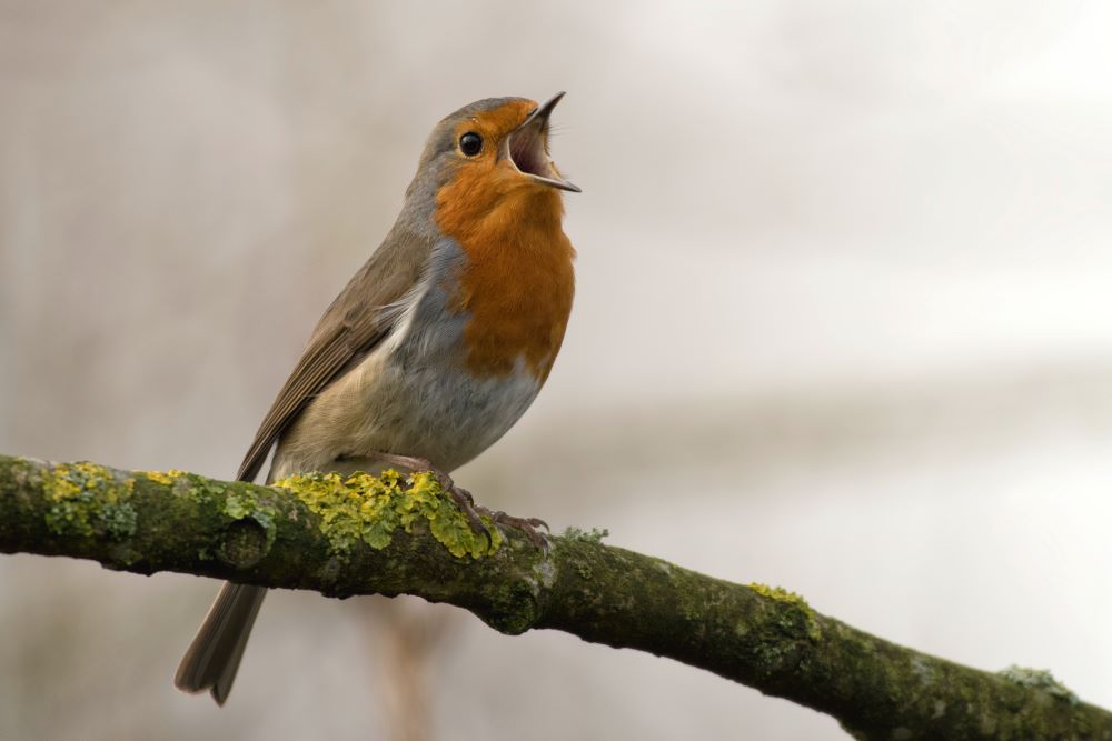 A bird sits on a branch