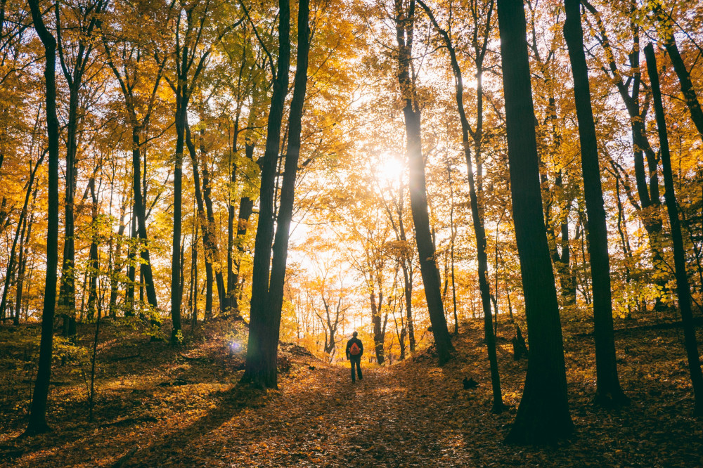 A person walking through the woods (Unsplash/Aaron Burden)