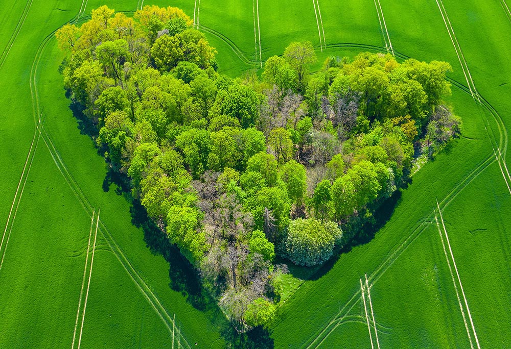 An aerial view of a group of trees in the shape of a heart (Pixabay/Mariusz Prusaczyk)