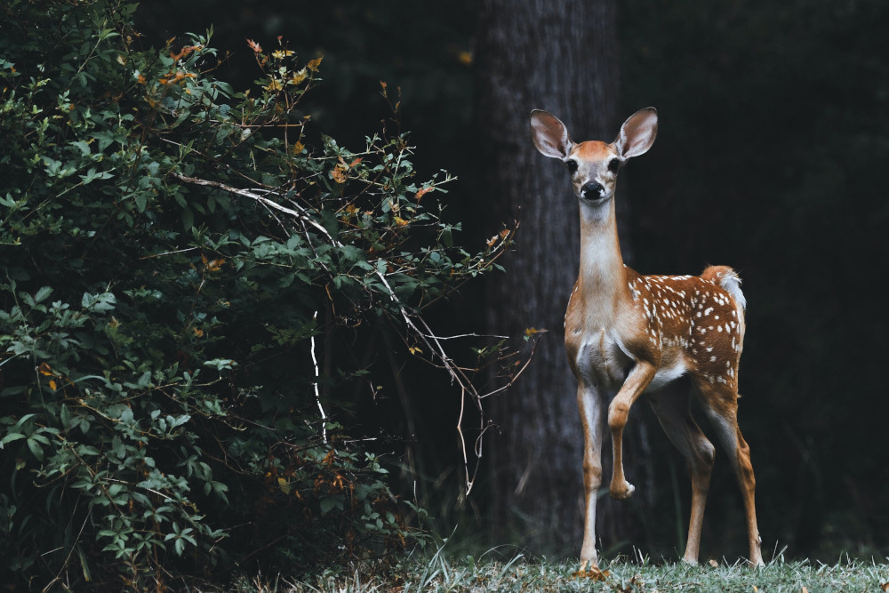 A deer standing next to a tree (Unsplash/Scott Carroll)