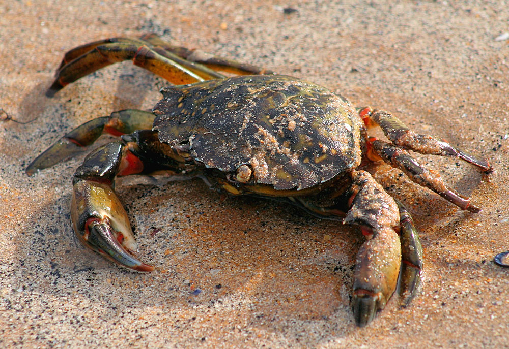 Green crab on the shore (Wikimedia Commons/John Haslam)