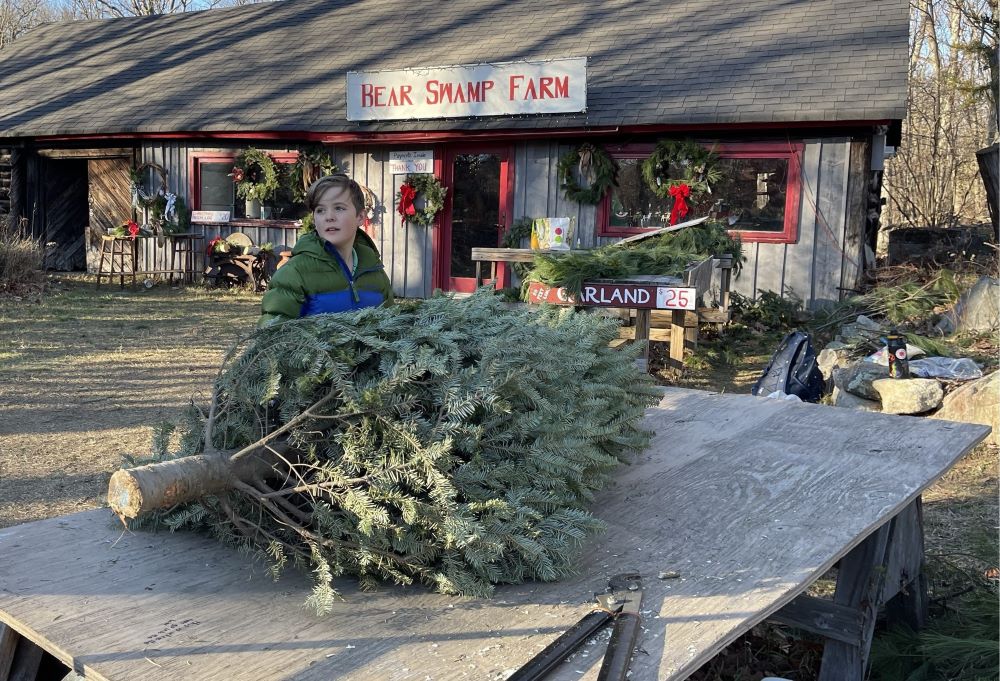 Pine tree sits on a table. Boy stands nearby.