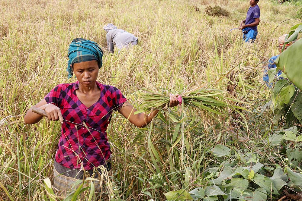 Along with Garo men, women are traditionally associated with agricultural work in the fields and nature conservation in Bangladesh. (Stephan Uttom Rozario)