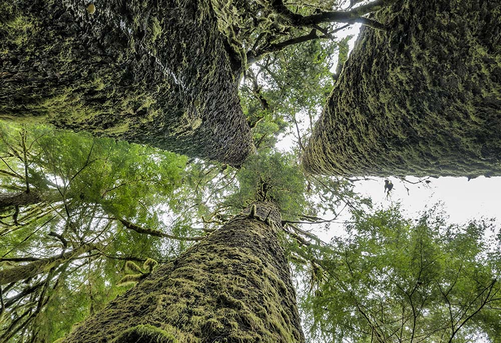 Three Sisters Sitka Spruce, Carmanah Walbran Provincial Park, British Columbia (Dreamstime/Kevin Oke)