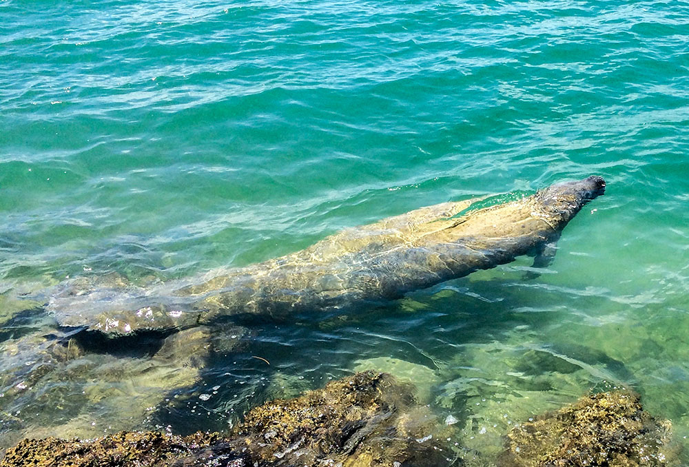 A manatee floats near the shore in Key Biscayne, Florida. (Unsplash/Debby Hudson)