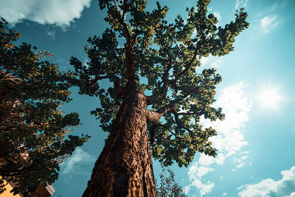 View of tall trees from below (Unsplash/Voicu Apostol)