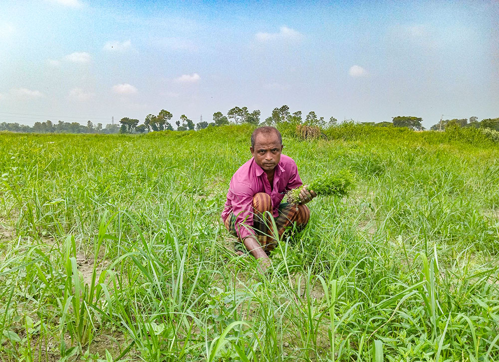 Sorafat Ullah, 55, an inhabitant of Bolipur of Savar, works in a crop field on June 21. Ullah lost his father Abdul Mannan, 80, in lightning strikes on August 20, 2022. (Sumon Corraya) 