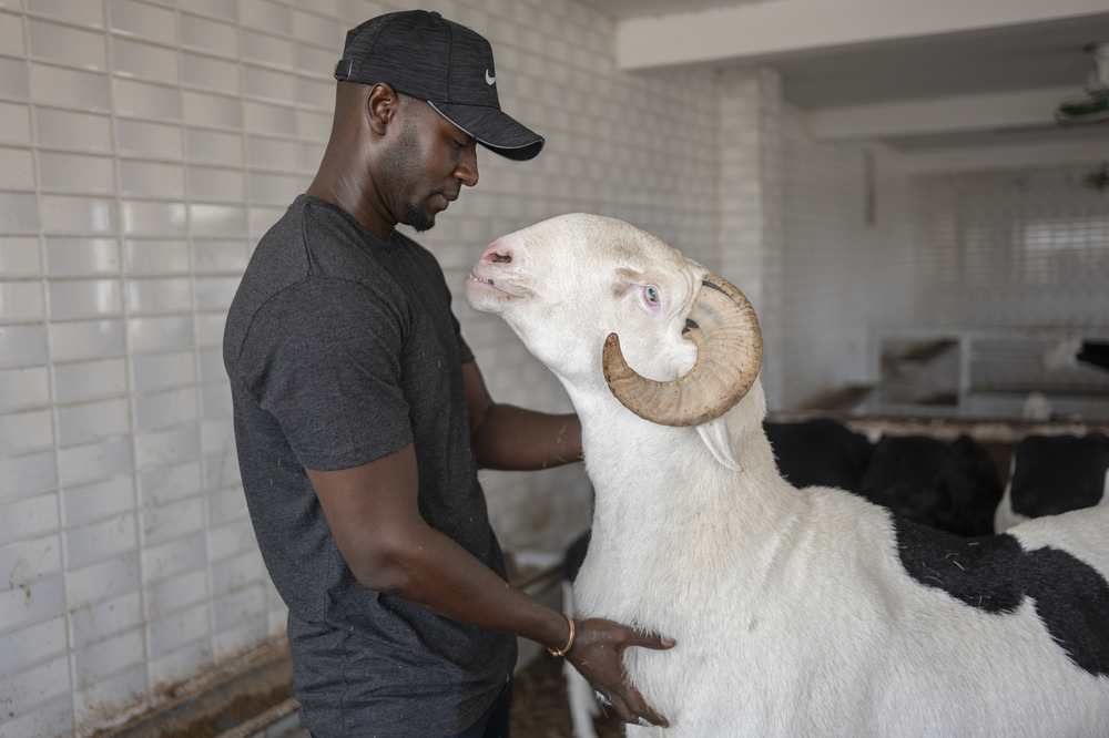 Man bends face down to nuzzling ram