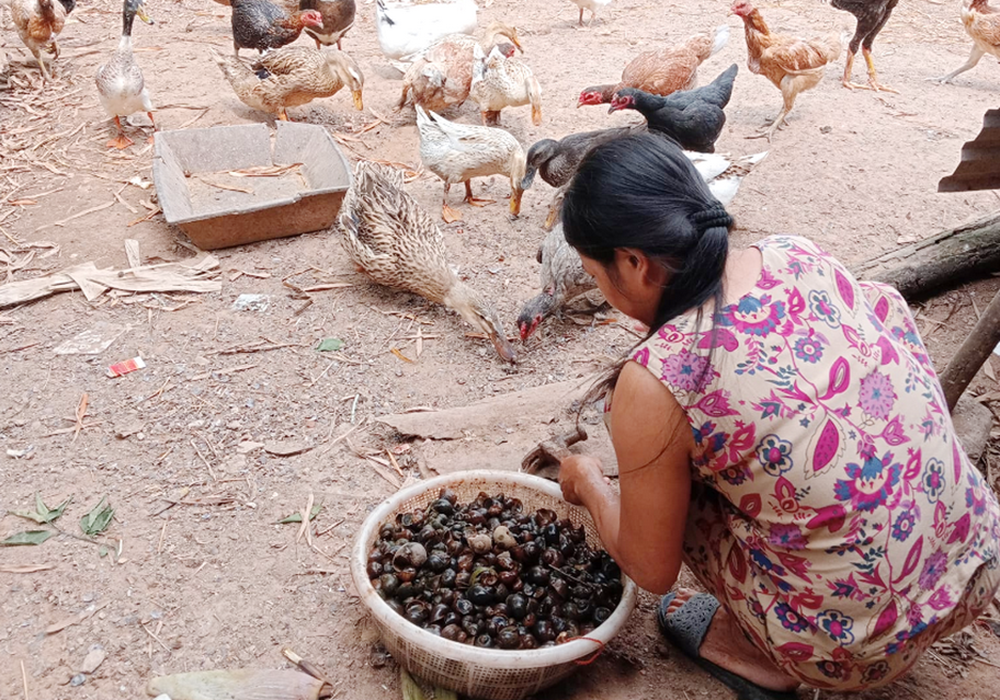 Ho Chi (real name withheld), a survivor of human trafficking, feeds poultry at her garden in Vietnam's Quang Tri province. Nuns have given her financial and emotional support to rebuild her life. (Joachim Pham)