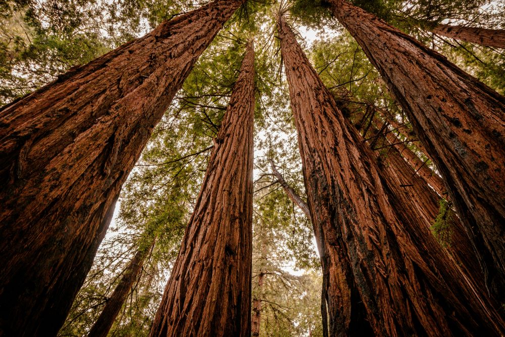 redwood trees