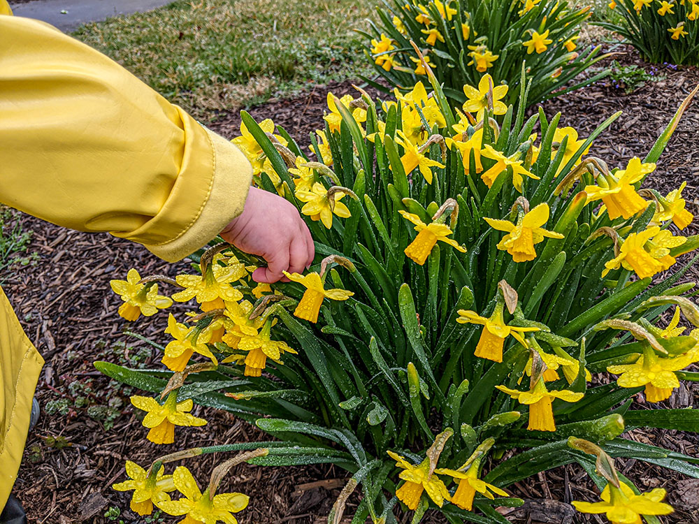 Mary Beth Keenan's daughter touches daffodils in their yard. (Courtesy of Mary Beth Keenan)