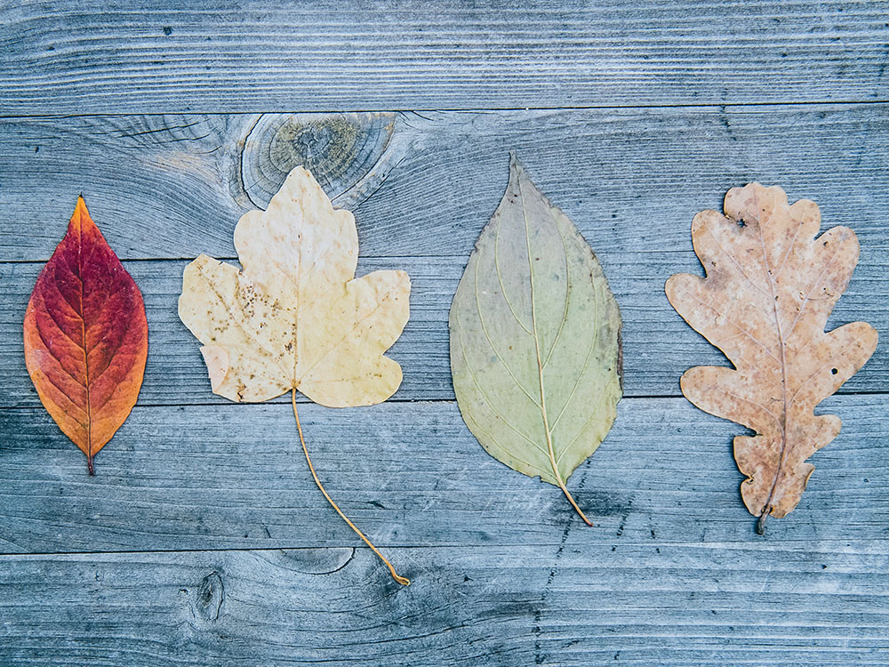 Four different fall leaves lined up on a wooden table (Unsplash/Markus Spiske)