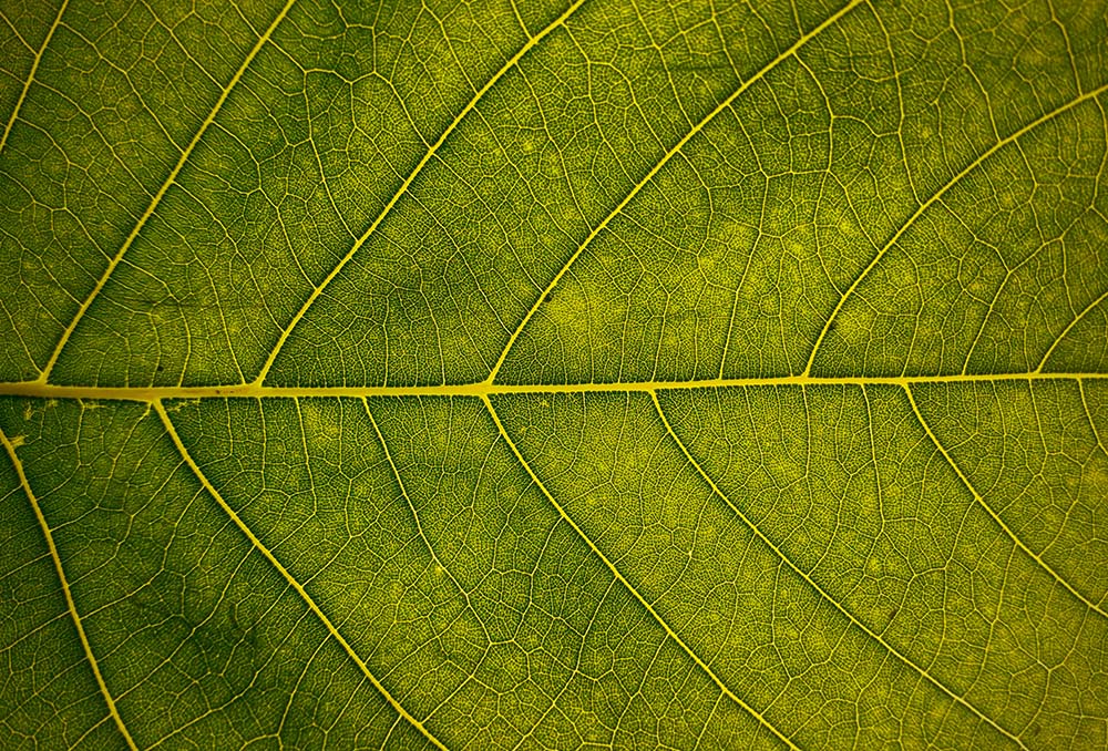 Closeup of a green leaf (Vivaan Trivedii)