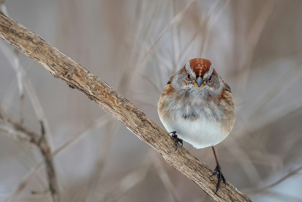 A sparrow sitting on a tree branch (Unsplash/Patrice Bouchard)