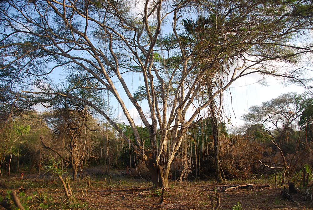 An indigenous tree stands amid deforestation in the Boni forest of Kenya. (Flickr/USAID/Kibodo Trust and SECURE/Samia Omar Bwana)