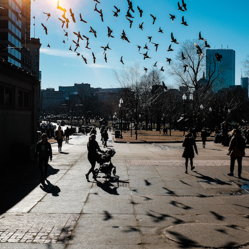 birds in the air, shadows below