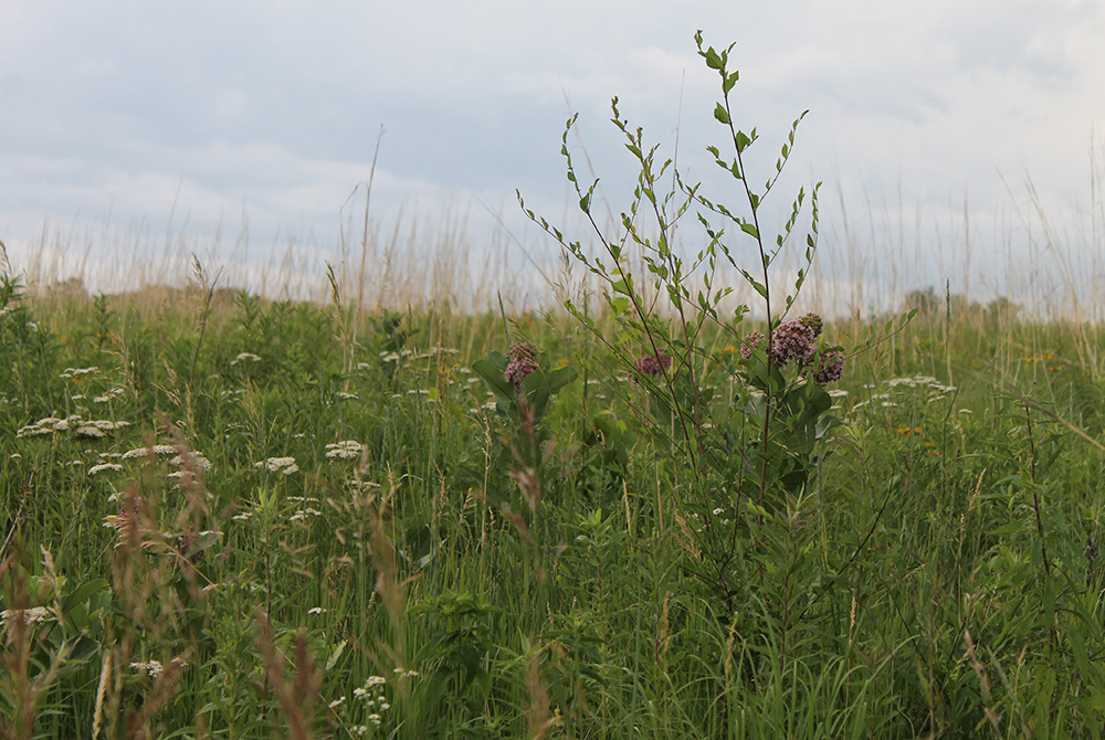 Native prairie grasses grow in the conservation easement established by the Sisters of St. Francis of Dubuque, Iowa. (EarthBeat photo/Brian Roewe)