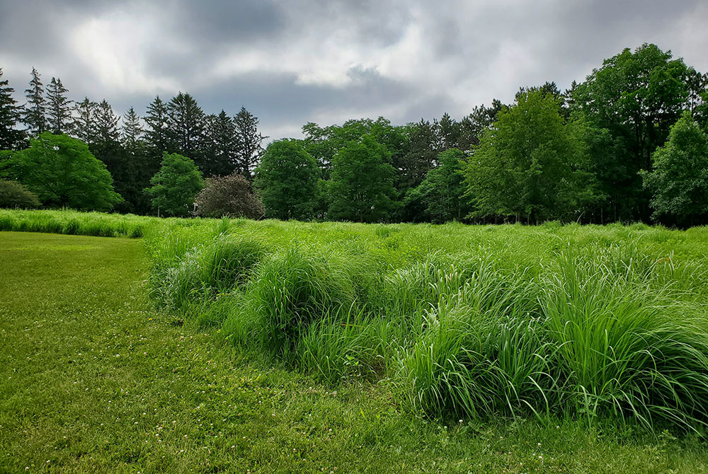 The Sisters of St. Francis of Rochester, Minnesota, placed 72 of their 116 acres of land into a conservation easement. (EarthBeat photo/Brian Roewe)