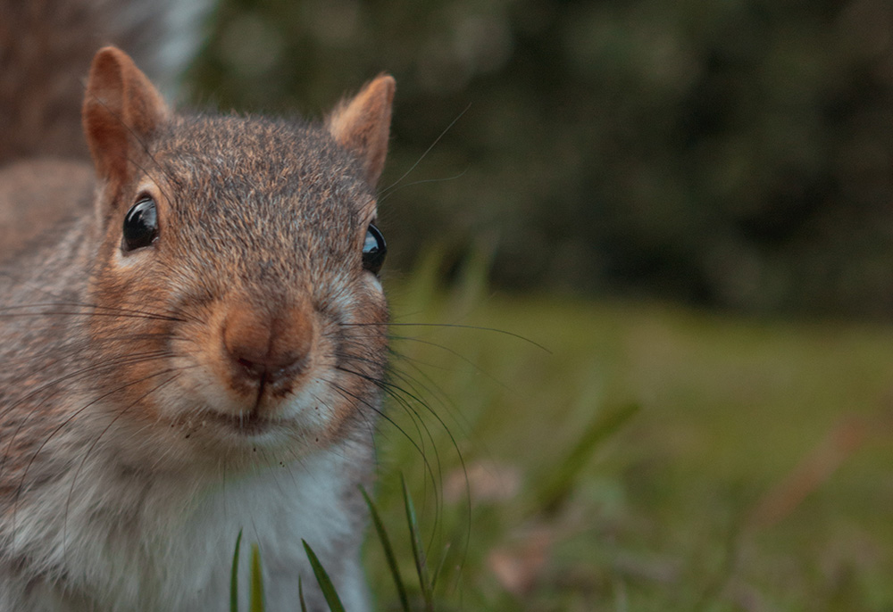 Squirrel (Unsplash/Clovis Wood Photography)