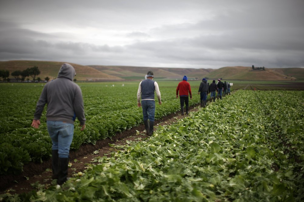 Farmworkers walk through a lettuce field in California. Farmers in parts of the southwestern U.S. are being asked to refrain from planting, while others are drawing on groundwater for irrigation. (CNS photo/Lucy Nicholson, Reuters)