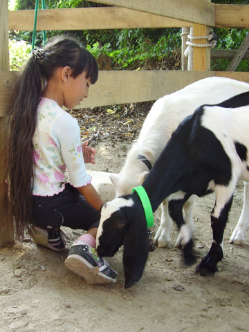 A Camp St. Charles camper with some of the camp's goats