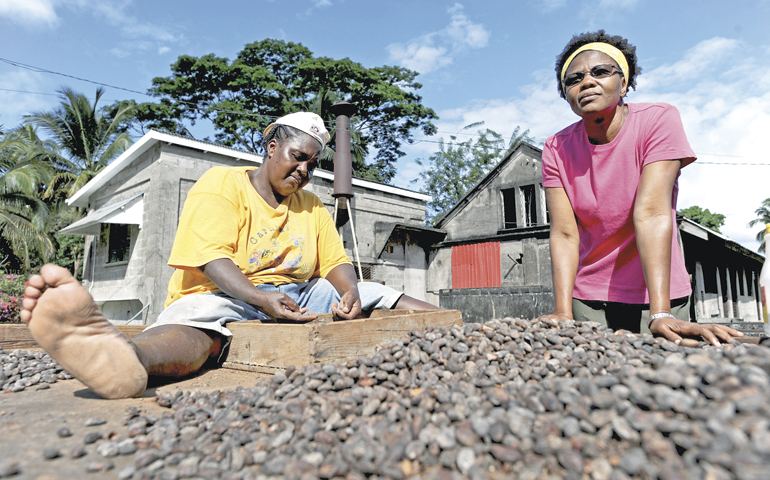 Women harvest cacao on the Caribbean island of Grenada. (Newscom/picture alliance/Frank May)