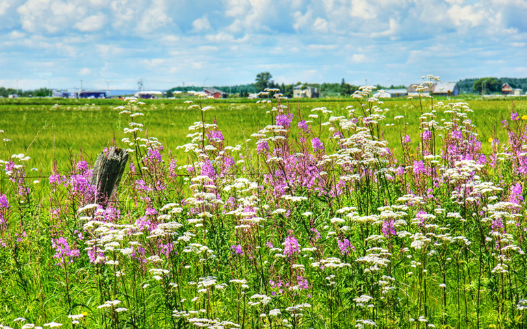 Purple loosestrife alongside a road (Dreamstime)