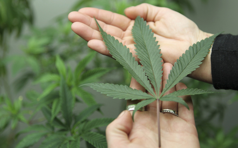 A marijuana leaf is displayed in 2012 at the Canna Pi medical marijuana dispensary in Seattle. (CNS/Reuters/Anthony Bolante)