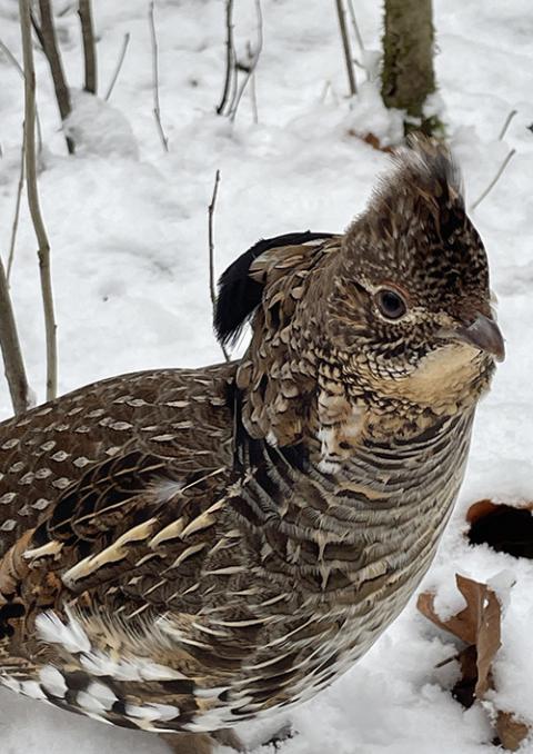 A ruffed grouse (Wikimedia Commons/Noah Poropat)