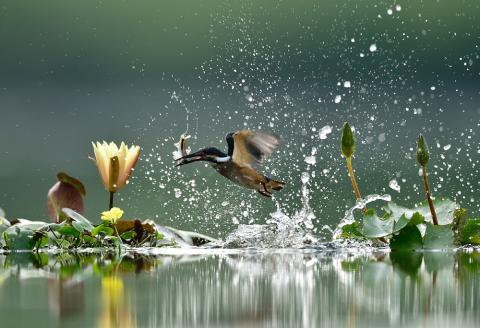 A kingfisher catches a fish in Guri, South Korea.