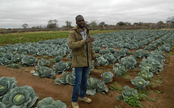 Oscar Singo stands in the field of cabbages he grows to feed his livestock, a technique he learned at a Catholic Church-run farmer training center. (Tawanda Karombo)