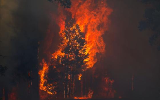 The French Fire burns in the Sequoia National Forest near Lake Isabella, Calif., Aug. 25. (CNS/Reuters/David Swanson)