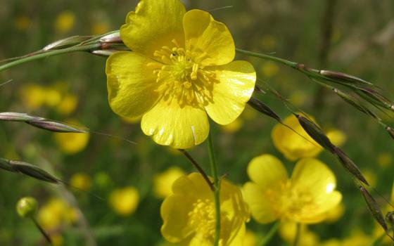 Buttercups (Wikimedia Commons/AnRo0002)