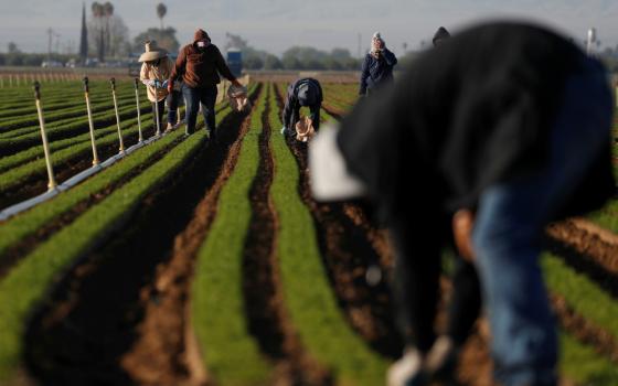 Agricultural workers in Arvin, California, clean carrot crops April 3, during the coronavirus pandemic. (CNS/Reuters/Shannon Stapleton)