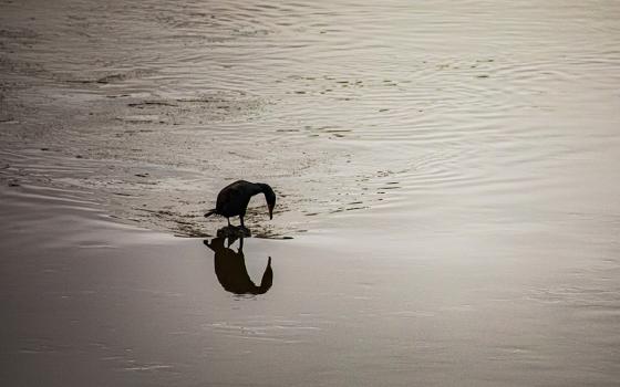 A cormorant is seen on the Anacostia River April 26, 2020, near Bladensburg, Maryland. (CNS/Chaz Muth)