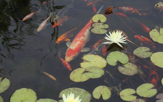 Koi swim through water lilies at a pond along Maryland's Chesapeake Bay. (CNS/Bob Roller)