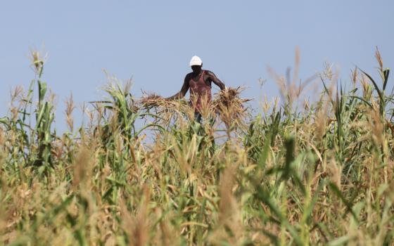 A Kenyan farmer uproots a field where he was growing corn that failed because of a drought in Kilifi Feb. 16, 2022. (CNS/Reuters/Baz Ratner)