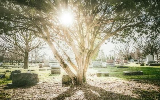 Sun shines through leaves of a big tree in a cemetery.