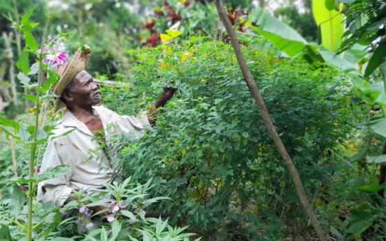 Sustainable Harvest International-Panama partner farmer Ángel Vivas' agroforestry parcel (Courtesy of Sustainable Harvest International)