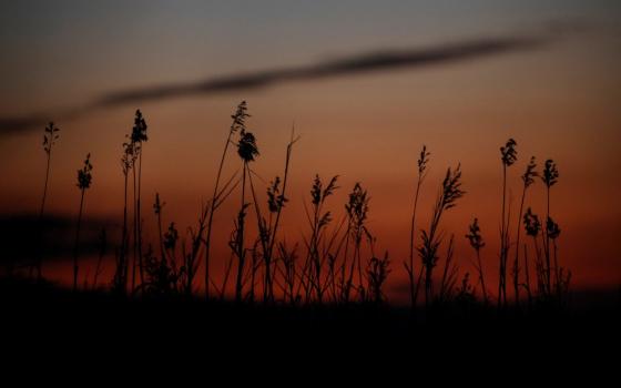 Tallgrass at dusk, silhouetted against darkening sky