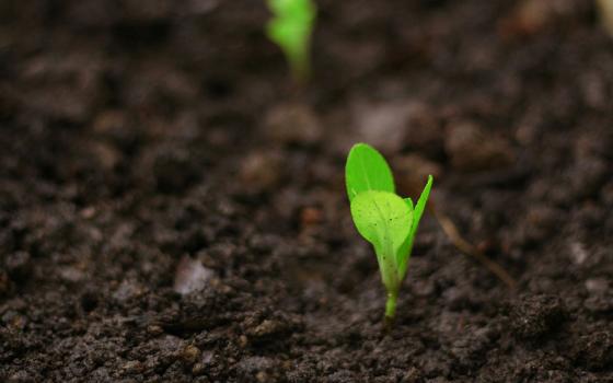 A photo illustration shows a tiny green plant growing out of brown soil. (Unsplash/Daniel Dan)