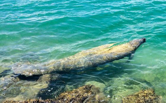 A manatee floats near the shore in Key Biscayne, Florida. (Unsplash/Debby Hudson)