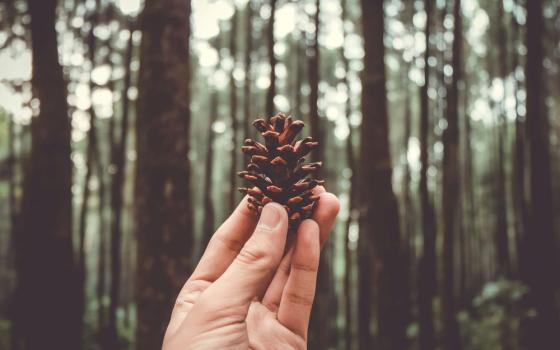 hand holds pine cone 