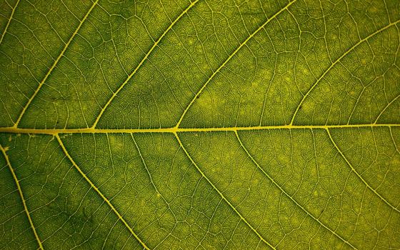 Closeup of a green leaf (Vivaan Trivedii)