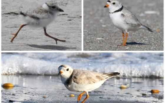 A community of volunteers in New York City has formed to protect the piping plover, a threatened bird species found on many of the area's beaches in the Gateway National Recreation Area.(NCR/NYC Plover Project) 