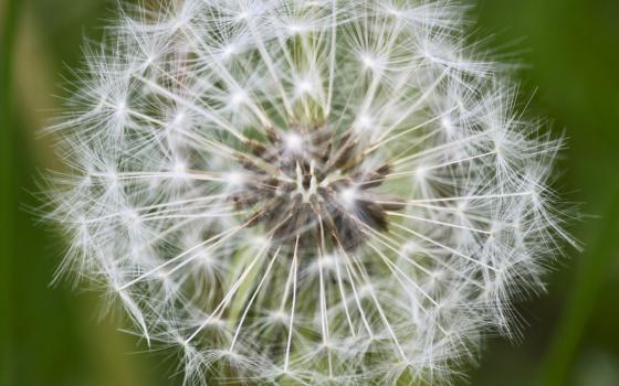 a dandelion gone to seed