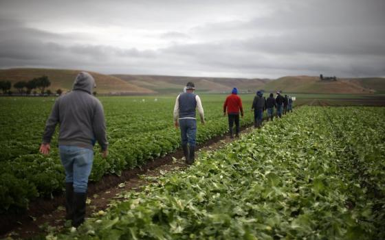 Migrant farmworkers with H-2A visas harvest romaine lettuce in King City, California, April 17, 2017. (CNS/Reuters/Lucy Nicholson)